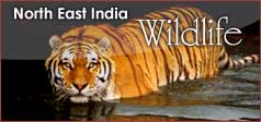 North East India Wildlife Tour