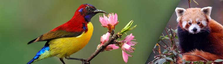 Sikkim Travel Tours, Sikkim Tourism, Sikkim Trip, Namchi Tours