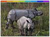 One Horned Rhino in Kaziranga National Park