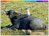 Manas Natioanal Park Assam