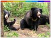 Pobitora Wildlife Sanctuary Assam