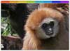 Itanki Wildlife Sanctuary,Nagaland