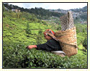 Assam Tea Estate Wildlife Tour 