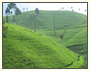 Tea Country Tour
