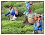 Majestic Assam, Arunachal and Meghalaya Tour Packages