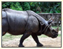 North East Wildlife Tribal Tour